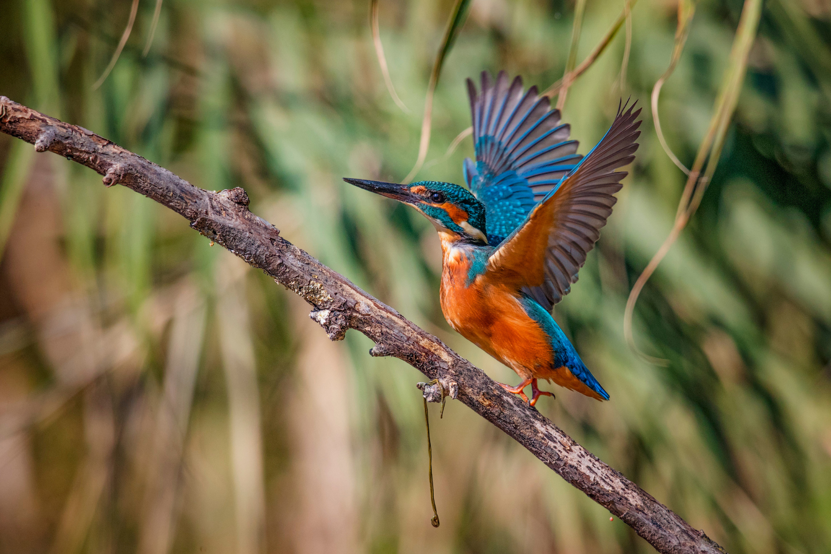 Il sentiero d’acqua del Martin Pescatore