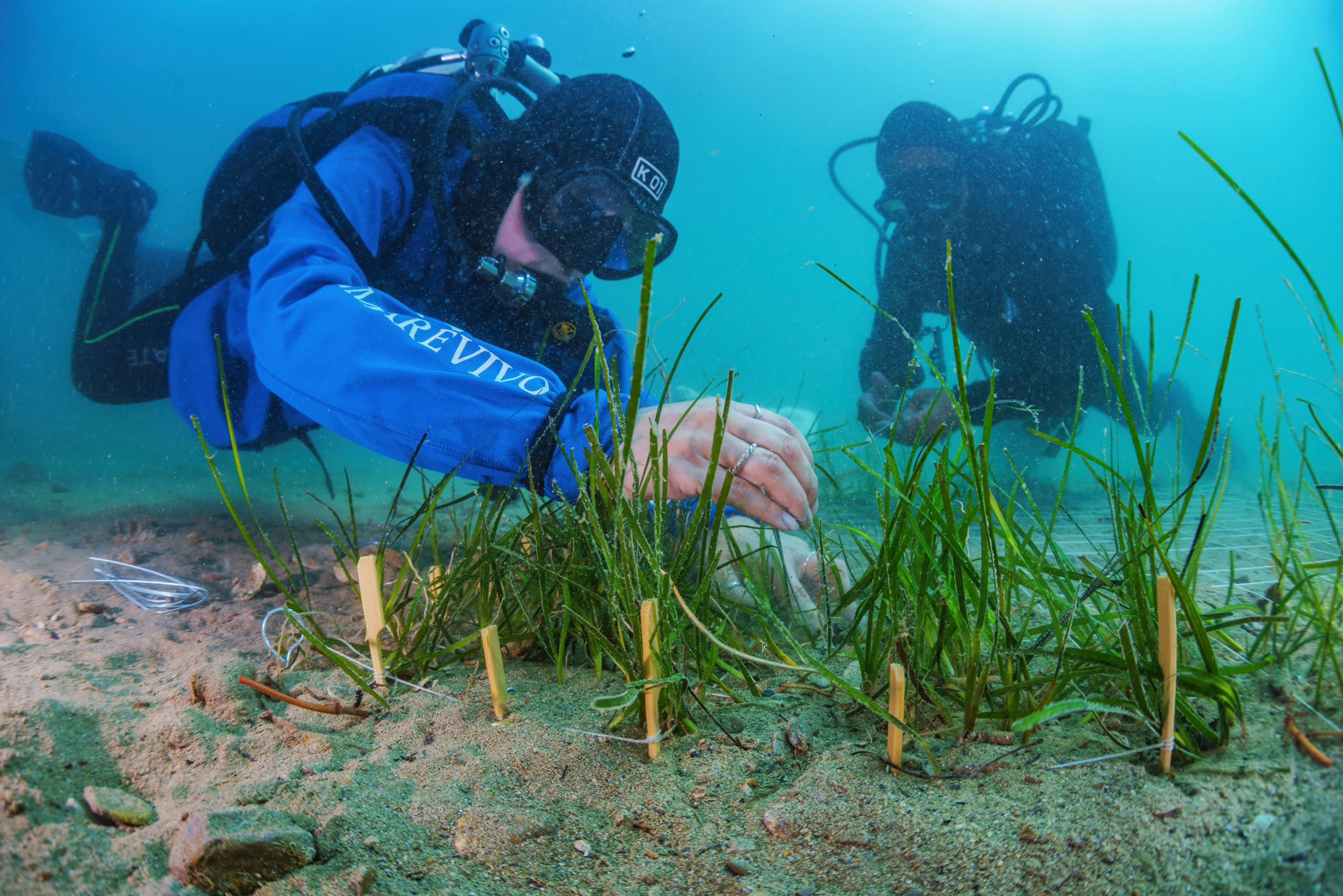 Obiettivo raggiunto: con la campagna “Replant” piantate 2000 talee di Cymodocea nodosa nel Golfo di Trieste