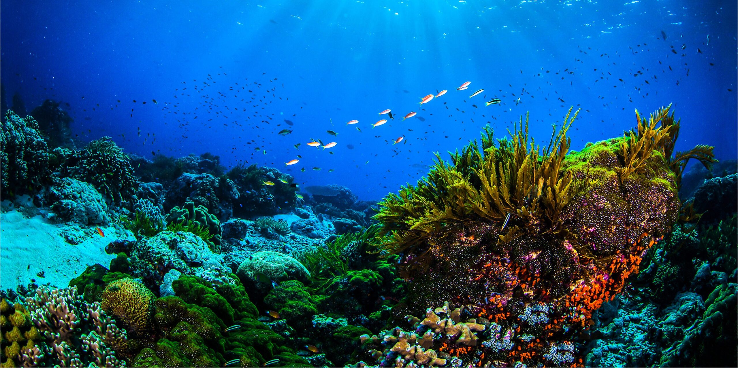 UN Ocean Conference 2022: Marevivo aderisce alla Mission Charter della Commissione Europea per il ripristino e la tutela dell’oceano e dei mari