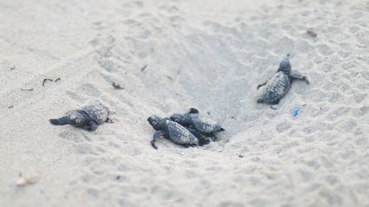 A Camerota la nascita emozionante di quarantanove tartarughe Caretta caretta