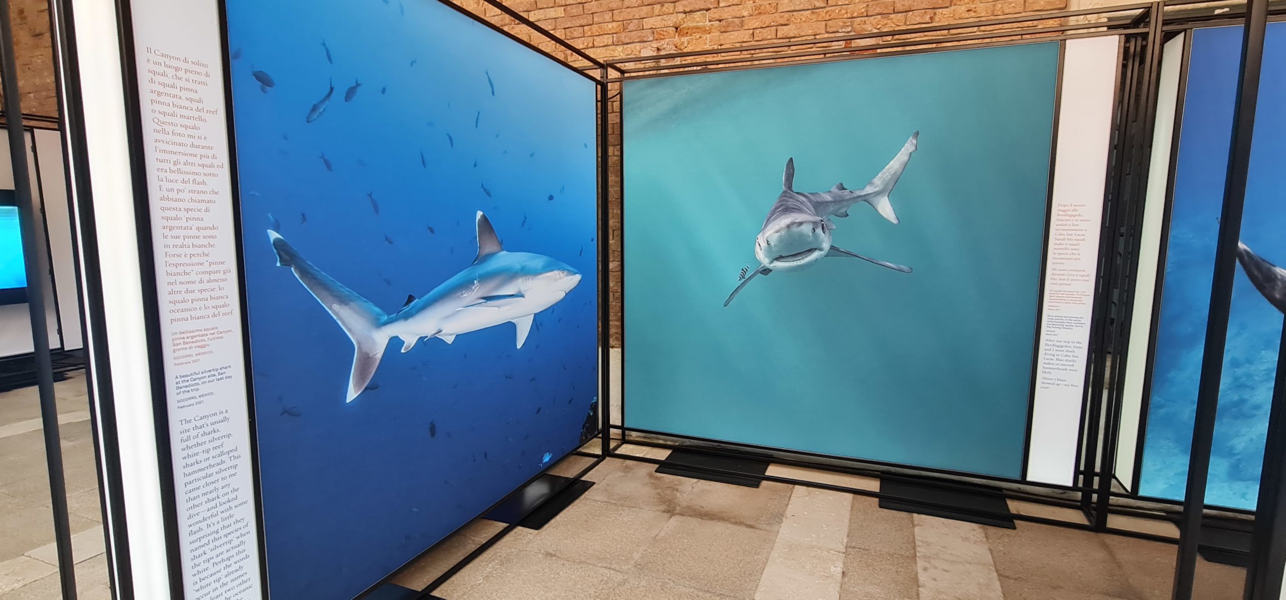 Marevivo a Venezia per la conferenza “Lo shark finning e il declino dei grandi squali”