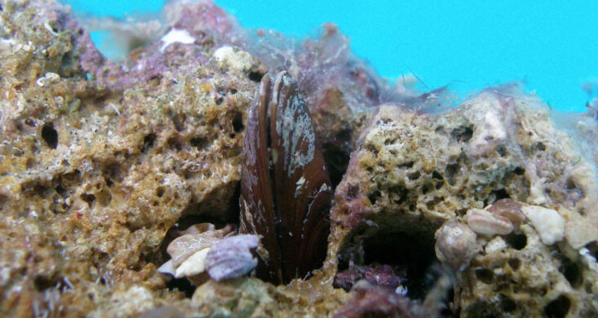 La pesca del dattero di mare è reato ambientale. Marevivo esulta per la storica sentenza