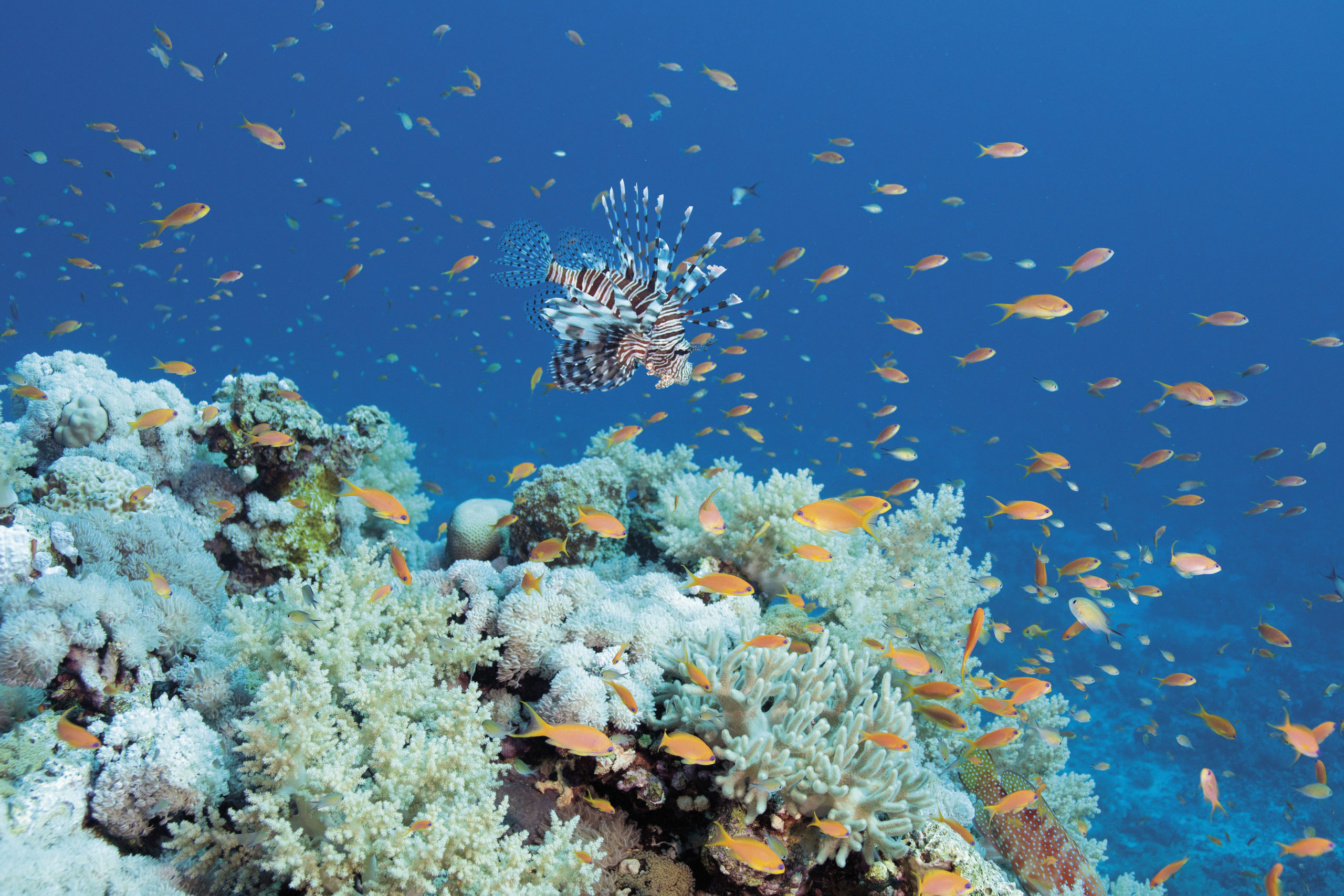 Raggiunto un accordo storico sulla biodiversità alla Cop15 di Montréal