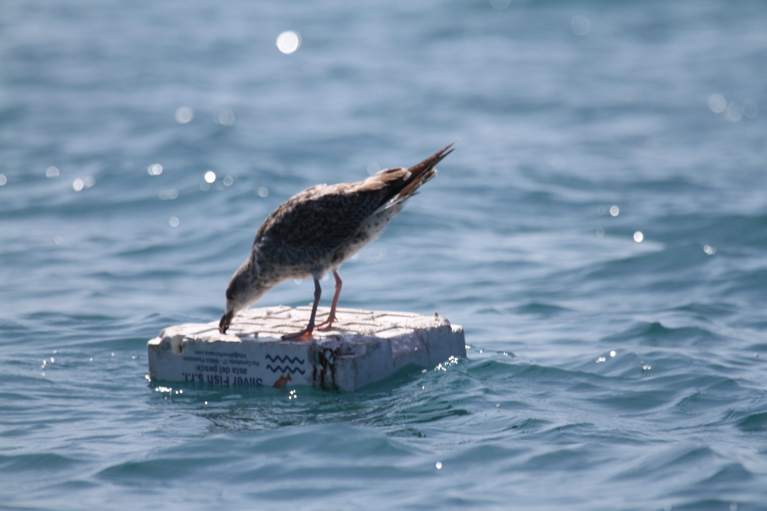 Scoperta la “plasticosi”: malattia che danneggia lo stomaco degli uccelli
