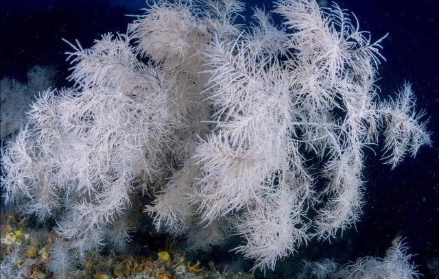 Un’altra vittoria della vita marina monitorata dalla nostra Divisione Sub