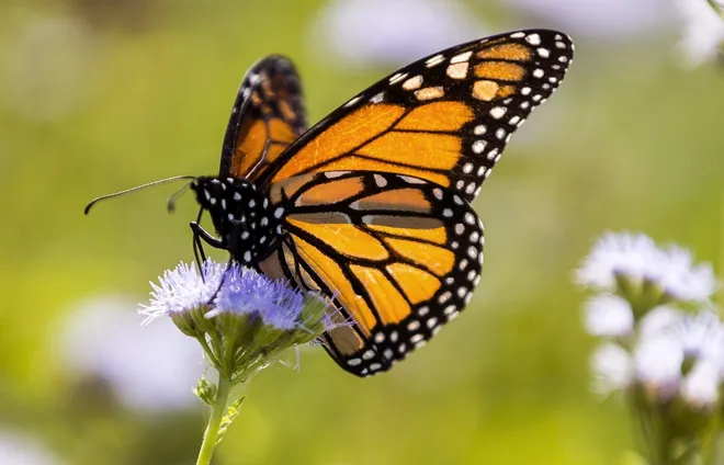 The Italian Ministry of Environment and Energy Security adopted the National Strategy for Biodiversity