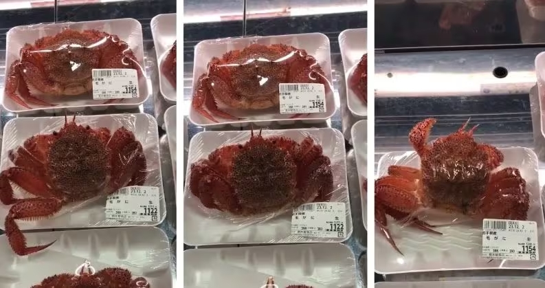 Imballati vivi: la denuncia di Marevivo