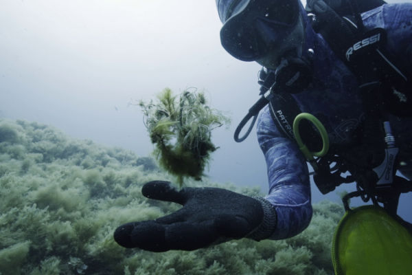 Subacquea 4 Subacquea 4