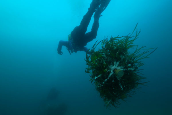 sub trapianto posidonia.00_01_28_24.Immagine004
