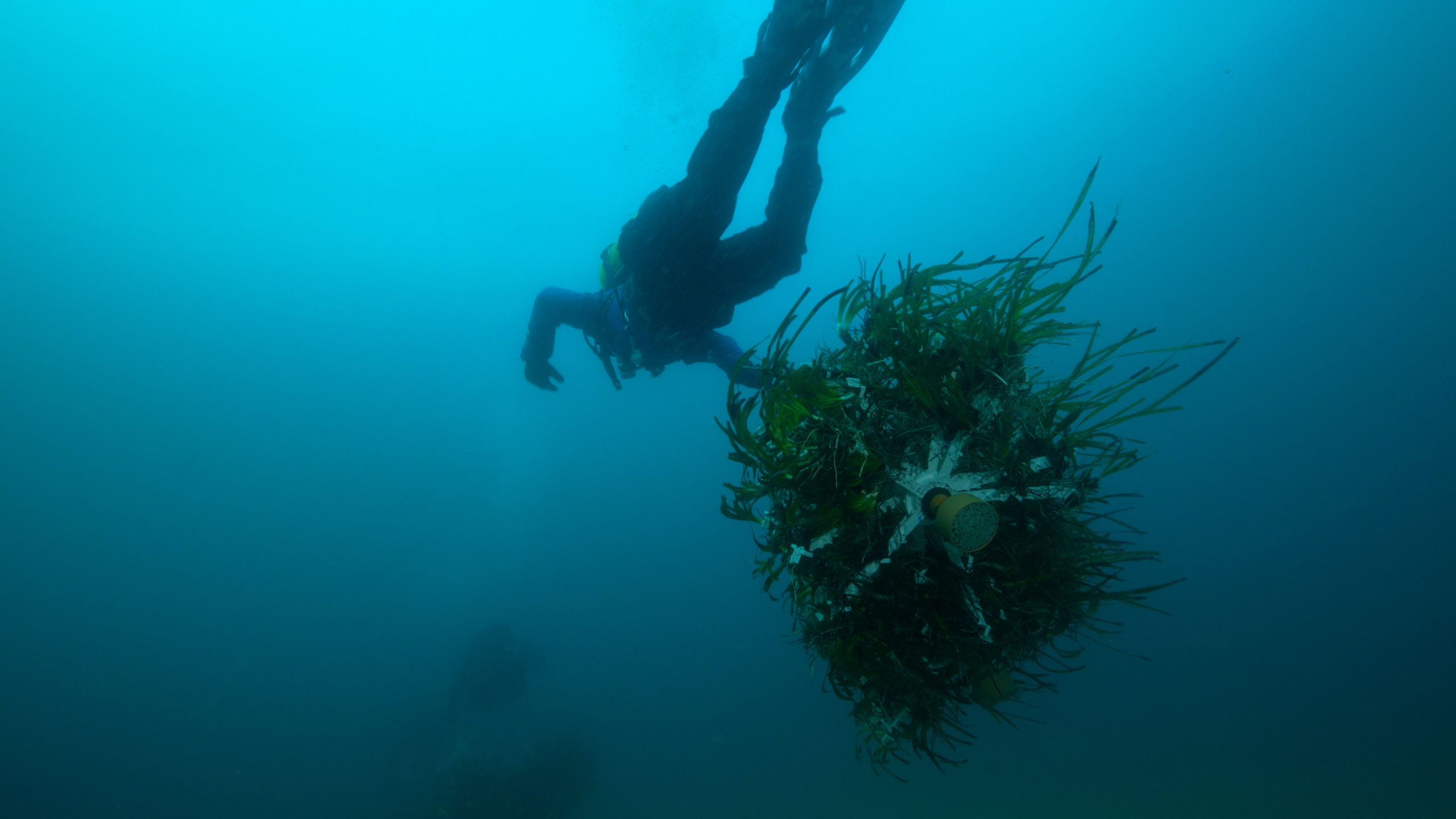 “3 R per Il Mare”: riforestati 100 mq di Posidonia oceanica nel Golfo di Palermo