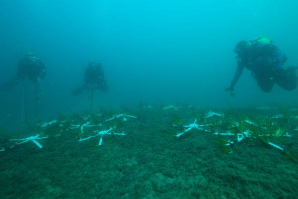sub trapianto posidonia.00_12_01_33.Immagine016