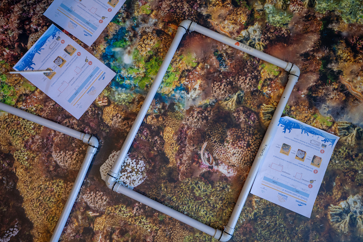 MedCoral Guardians 38