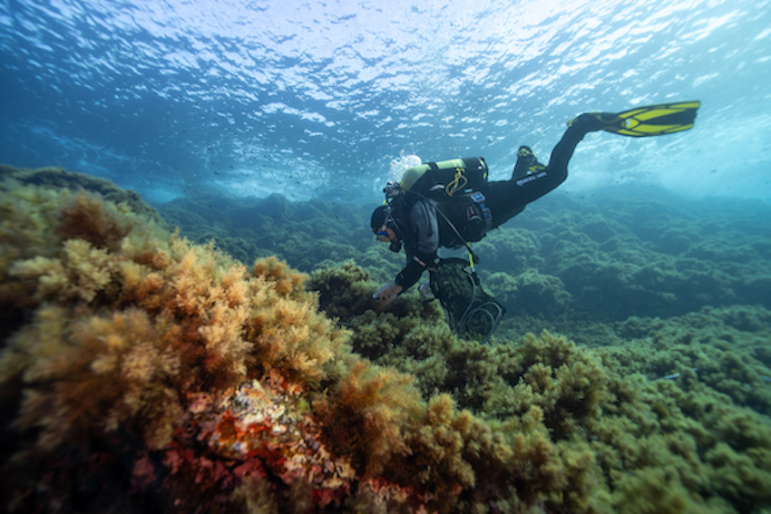 MedCoral_Guardians_monitoraggio 101