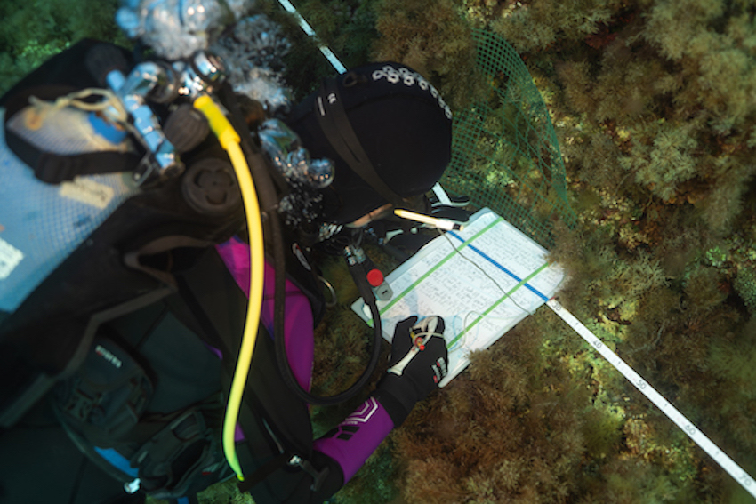 MedCoral_Guardians_monitoraggio 103