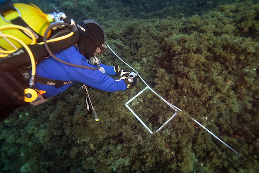 MedCoral Guardians Monitoraggio 109