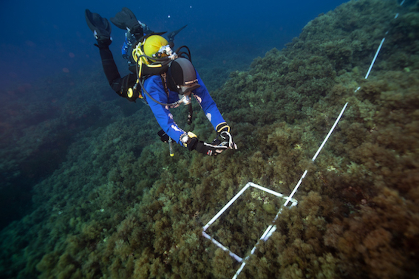 MedCoral Guardians Monitoraggio 112