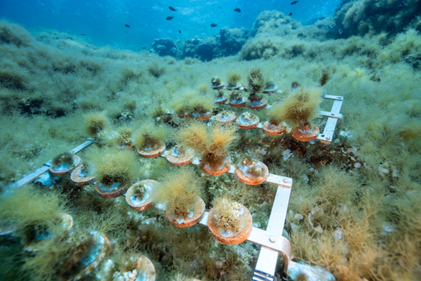 MedCoral Guardians Monitoraggio 127