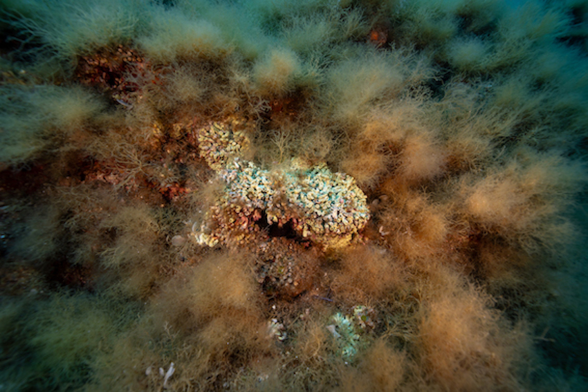 MedCoral Guardians Monitoraggio 149