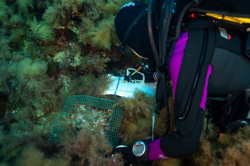 MedCoral_Guardians_monitoraggio 88