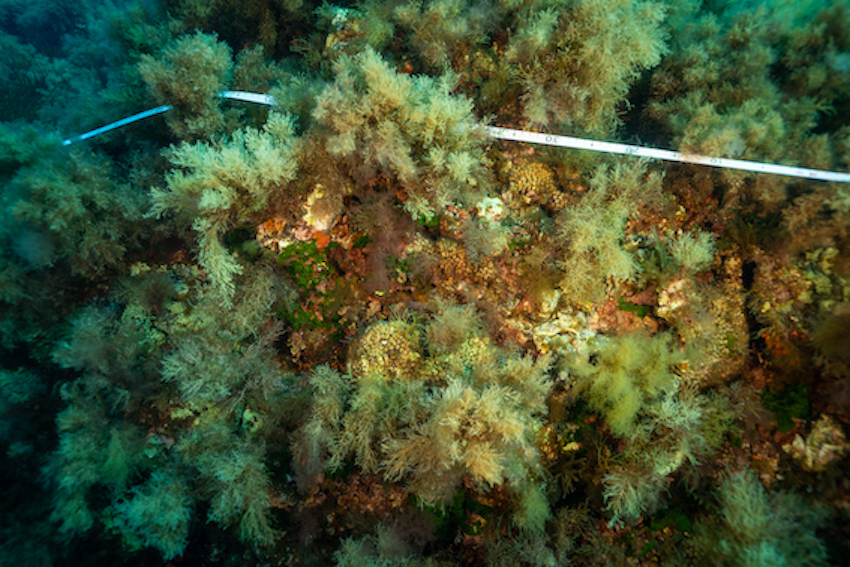 MedCoral Guardians Monitoraggio 94