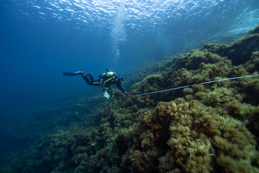 MedCoral Guardians Monitoraggio 99