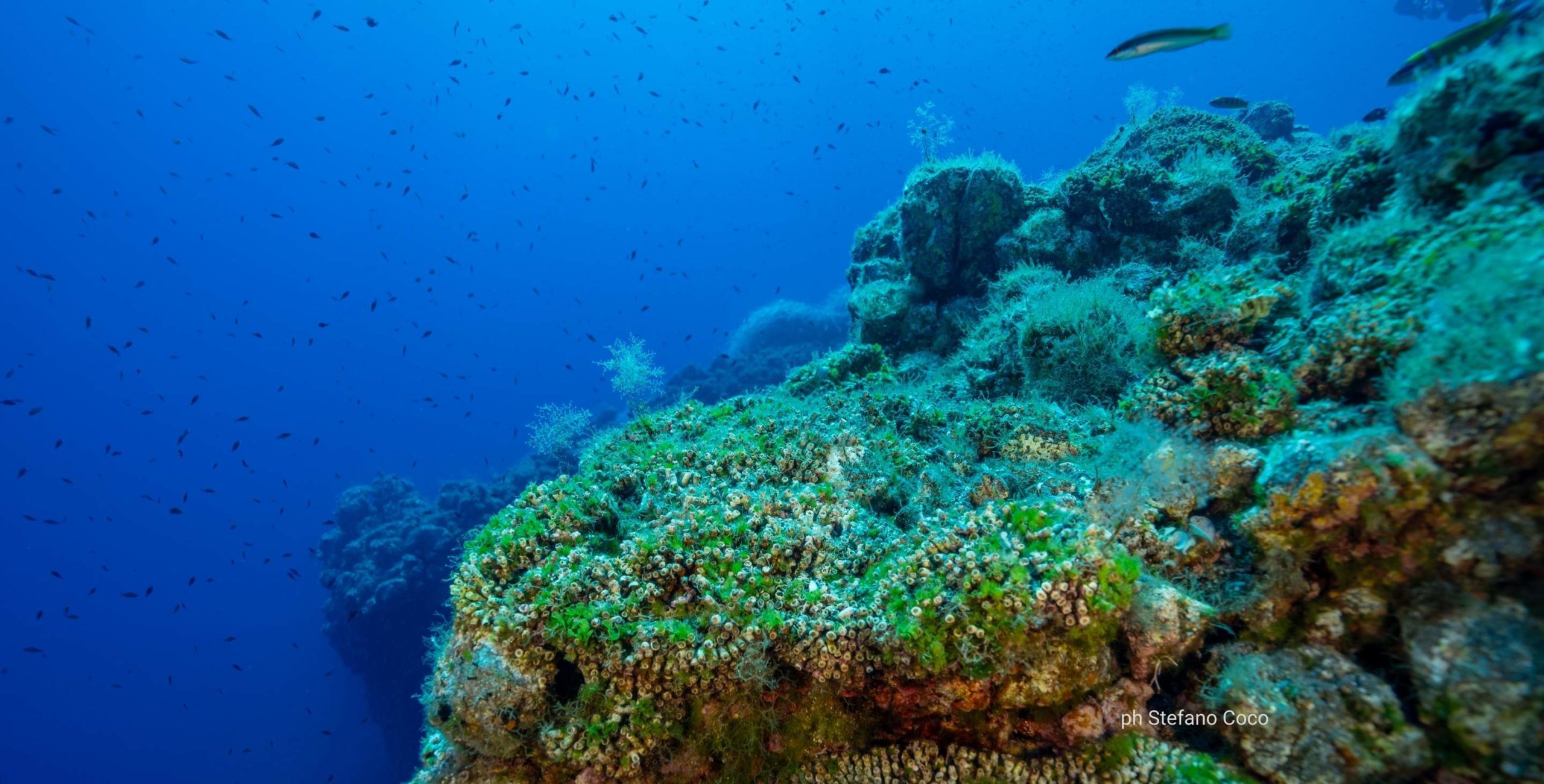 CLADOCORA – MedCoral Guardians