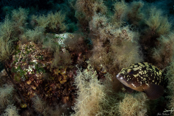 Cladocora parzialmente sbiancata con esemplare di Cernia Bruna