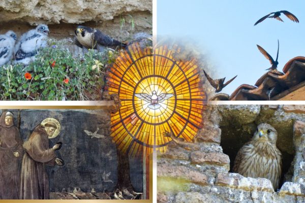 Le Ali Del Giubileo The Wings Of The Jubilee (18) Le Ali Del Giubileo The Wings Of The Jubilee (18)