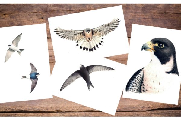 Le Ali Del Giubileo The Wings Of The Jubilee (8) Le Ali Del Giubileo The Wings Of The Jubilee (8)