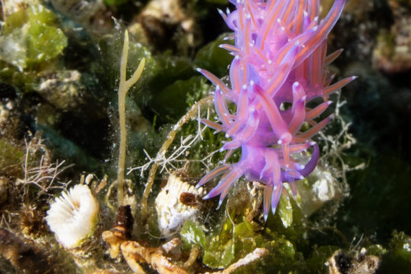 Nudibranco (Flabellina affinis) su Cladocoracon alcuni polipi non in salute