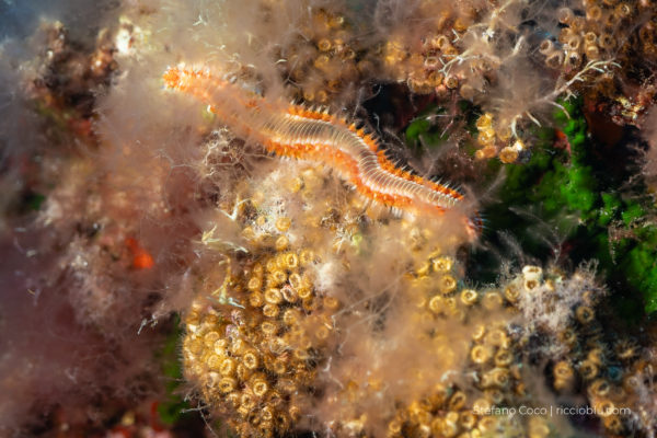 Vermocane_specieinvasiva