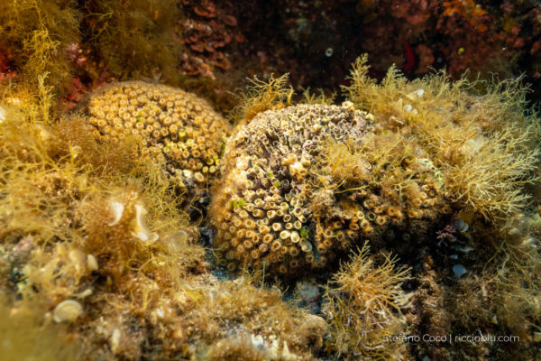 parzialmente non in salute