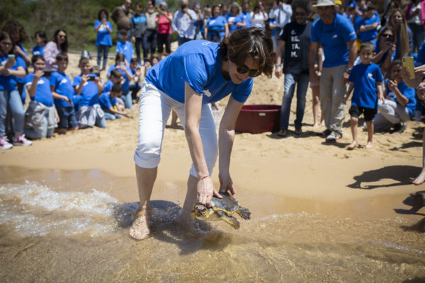 Tartaruga 3 Tartaruga 3