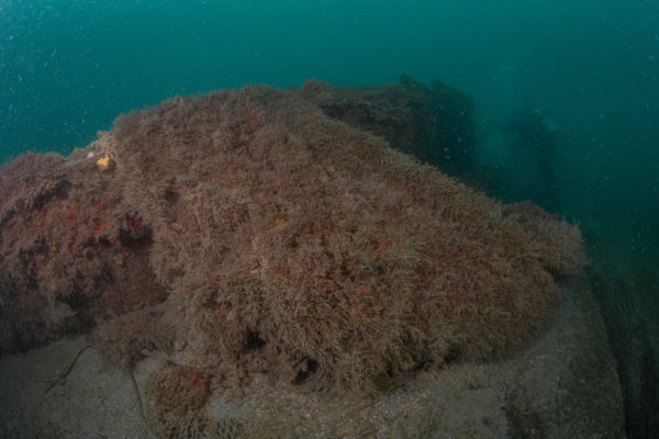 Recupero Rete Caorle 13 Recupero Rete Caorle 13