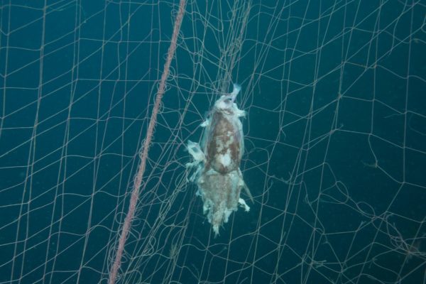 FOTO GHOST NETS 13 FOTO GHOST NETS 13