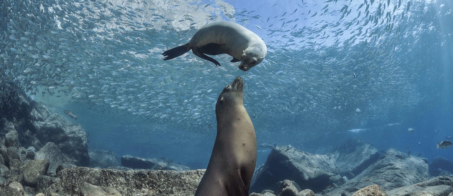 Giornata degli oceani: “La biodiversità marina è la prima vittima dell’overtourism”