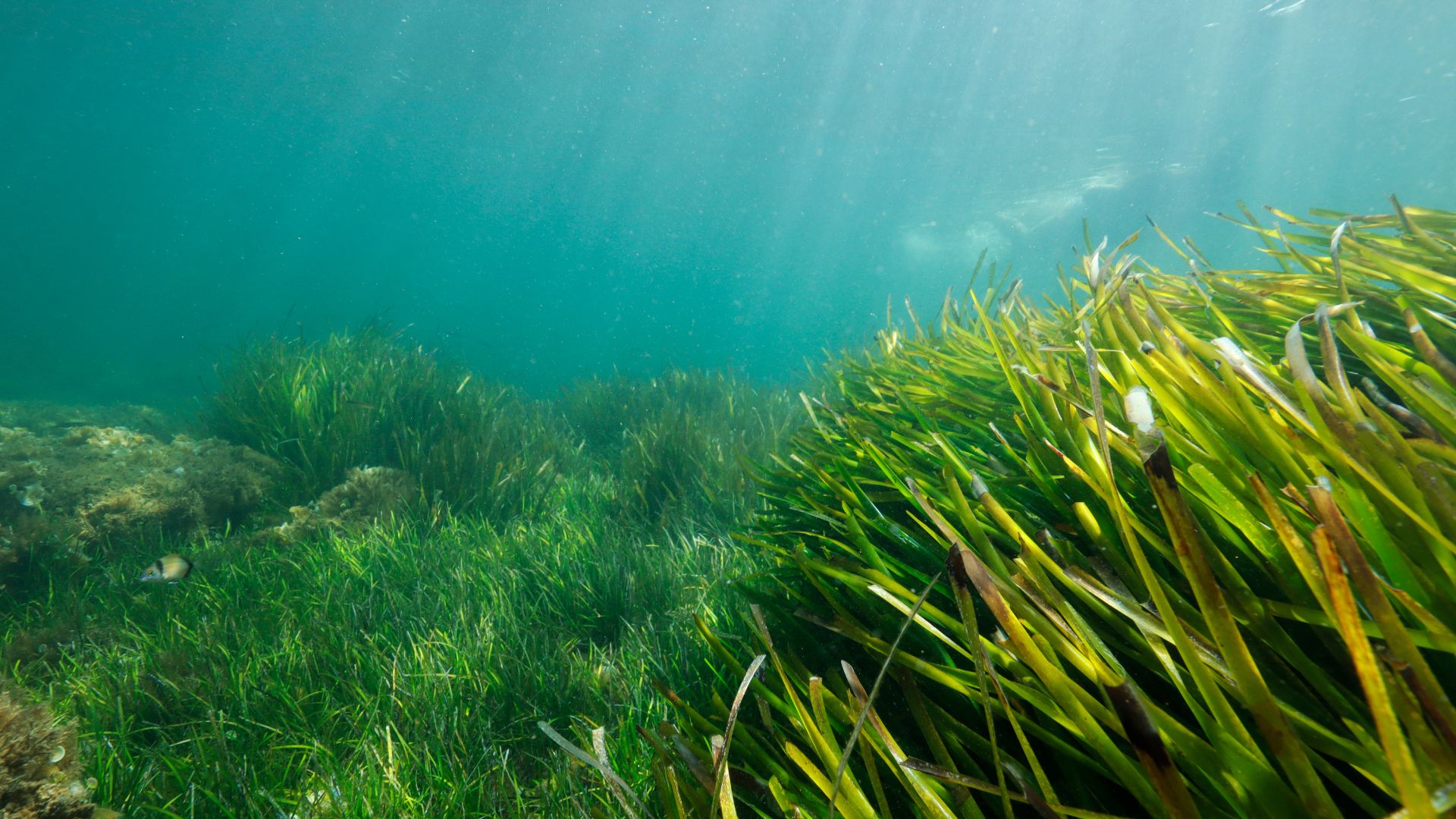 Mare caldo: nel Mediterraneo molte specie sono a rischio tra queste anche vongole, cozze e ricci