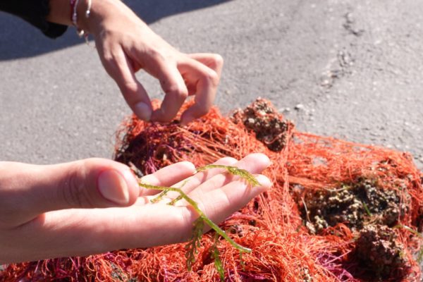 Copia Di Mare Mio Gin Mare Capri 2025 27 Copia Di Mare Mio Gin Mare Capri 2025 27