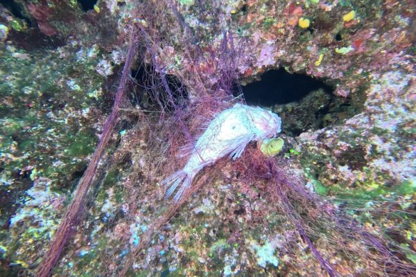 Copia Di Mare Mio Gin Mare Capri 2025 45 Copia Di Mare Mio Gin Mare Capri 2025 45